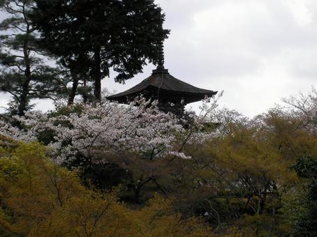 京都 清水寺 京都 清水寺の写真