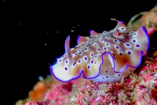 西伊豆・雲見 マダライロウミウシ 西伊豆・雲見 マダライロウミウシの写真