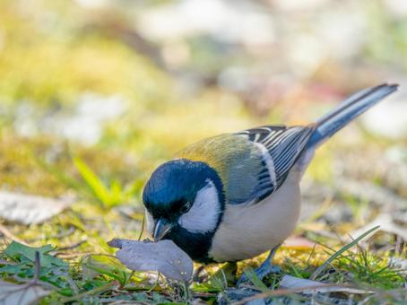 地面を歩くシジュウカラ シジュウカラ,野鳥,鳥の写真素材