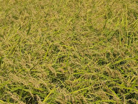 田に実る稲穂 田に実る稲穂 稲,稲穂,稲刈り前の写真素材