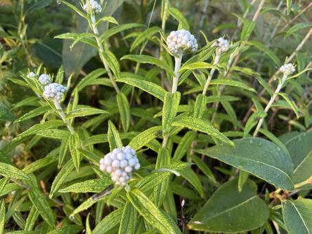 北アルプス高山植物 北アルプス高山植物の写真