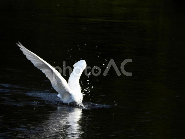 飛び込んで魚を獲るダイサギ 鳥,野鳥,ダイサギの写真素材