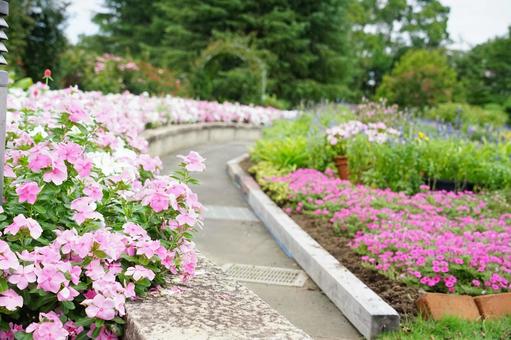 色とりどりの小道に咲く庭の花々 庭,花,ピンクの花の写真素材
