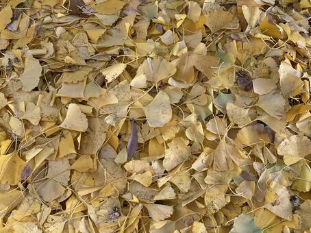 紅葉山公園11月：イチョウの落ち葉 紅葉,イチョウ,黄色の写真素材