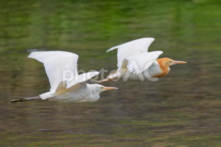 川辺を飛行するアマサギの成鳥と幼鳥 アマサギ,亜麻鷺,サギの写真素材