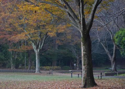 静かな朝 静かな朝,木,枯れ葉の写真素材