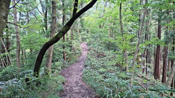 登山道 登山道 登山道,登山,トレッキングの写真素材
