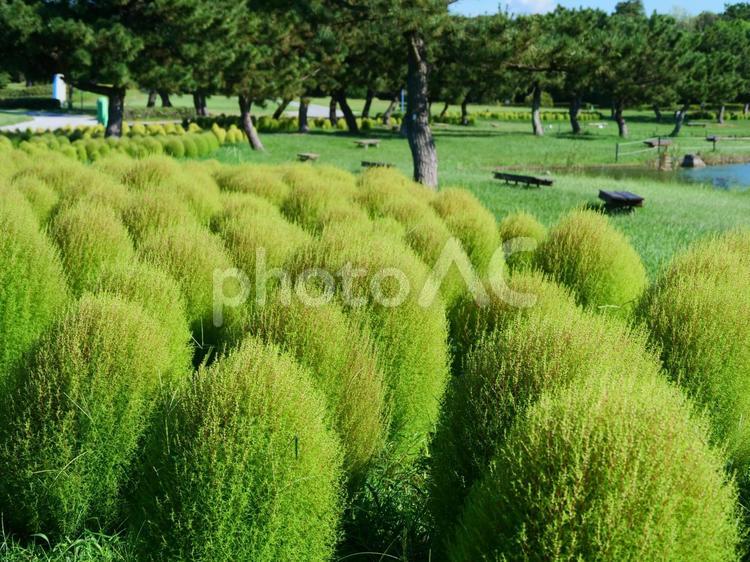 海の中道海浜公園のコキア コキア,自然,風景の写真素材