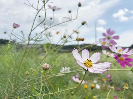 コスモス畑 コスモス,秋,晴れの写真素材