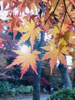 紅葉 紅葉の写真