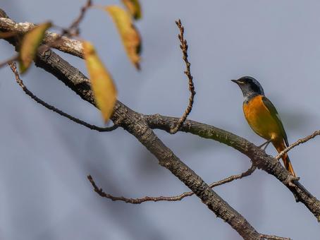 枝にとまるジョウビタキ・コピースペース ジョウビタキ,ジョビオ,ジョウビタキのオスの写真素材
