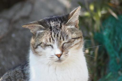 ねこ のらねこ,にゃんこ,可愛いの写真素材