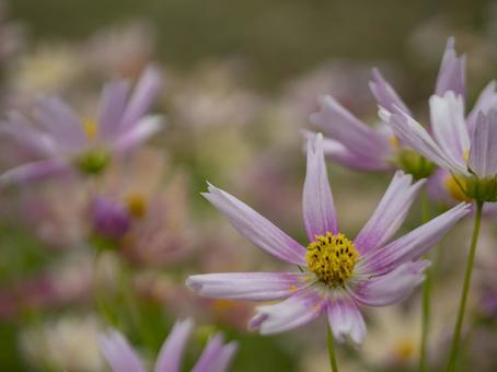 秋風にそよぐ淡紅のコスモスの写真