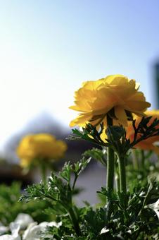 黄色い花 黄色い花の写真