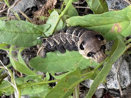 Photo, caterpillar, larva, shu, 
