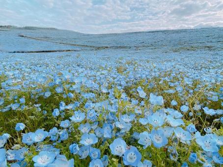 青いネモフィラの風景 青いネモフィラの風景 ネモフィラ,青,ひたち海浜公園の写真素材