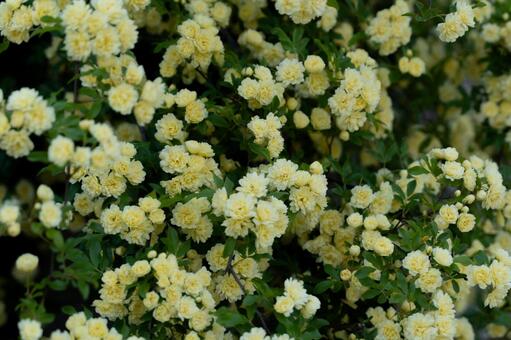 満開の黄色いモッコウバラが咲く壁面① モッコウバラ,バラ,花の写真素材