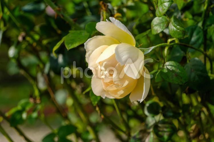 クリーム色に輝く薔薇の花弁 薔薇,花,花びらの写真素材