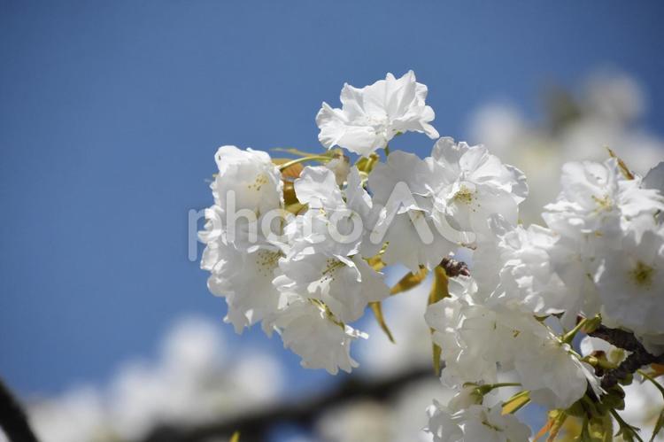千原桜 千原桜,桜,春の写真素材