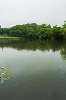 雨降りの沼(さいたま市白幡沼) 雨降りの沼(さいたま市白幡沼) 雨,梅雨,沼の写真素材