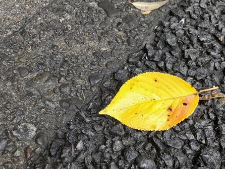 道路に落ちていた落ち葉1枚 落ち葉,道路,秋の写真素材
