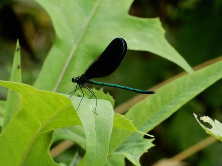 【昆虫写真】ハグロトンボ(羽黒蜻蛉) 【昆虫写真】ハグロトンボ(羽黒蜻蛉) ハグロトンボ,羽黒蜻蛉,生き物の写真素材