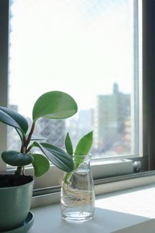 窓辺の小さな観葉植物 窓辺の小さな観葉植物の写真