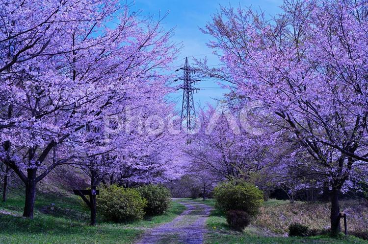 桜（栃木皆川城址） 桜,桜並木,春の写真素材