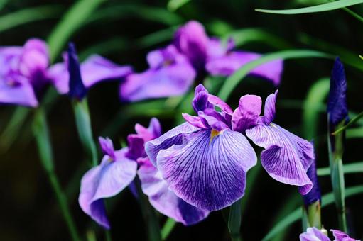 端莊優雅地綻放, JPG 端莊優雅地綻放, hana shio, iris, flower, JPG