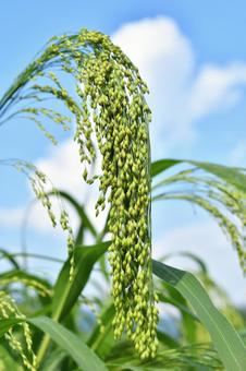 雑穀の成長 雑穀の成長 雑穀,穀物,モチキビの写真素材