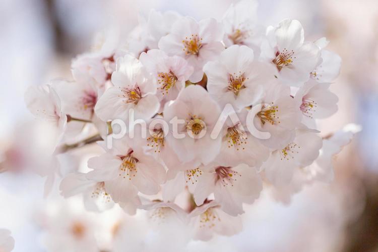 桜の花２４ 桜,桜の花,綺麗の写真素材
