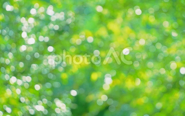 秋、キラキラ輝くの木漏れ日のテクスチャ 木漏れ日,木洩れ日,木の写真素材
