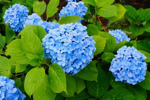 青いアジサイ 青いアジサイ 紫陽花,植物,6月の写真素材
