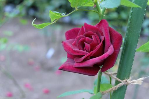 赤い薔薇 赤い薔薇の写真