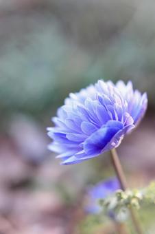 公園で見つけた 紫の花 縦バージョン 公園で見つけた 紫の花 縦バージョンの写真