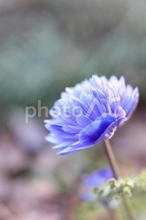 公園で見つけた　紫の花　縦バージョン 花,公園,紫の写真素材