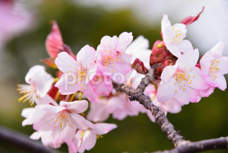満開の桜(アップ写真) 2 植物,花,緑の写真素材