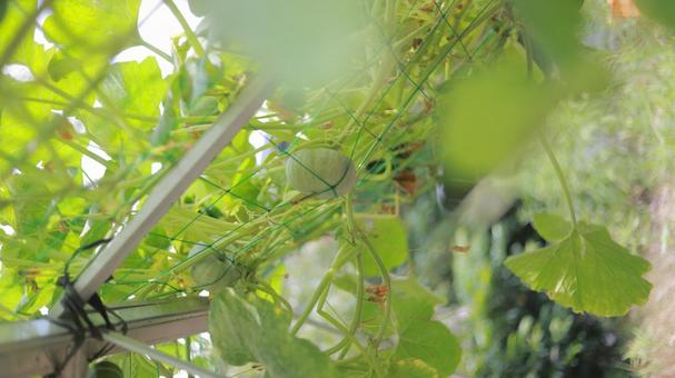 畑でのびのびと育つ7月のガボチャ 畑でのびのびと育つ7月のガボチャ かぼちゃ,カボチャ,南瓜の写真素材