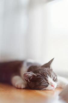 まどろむ猫の写真