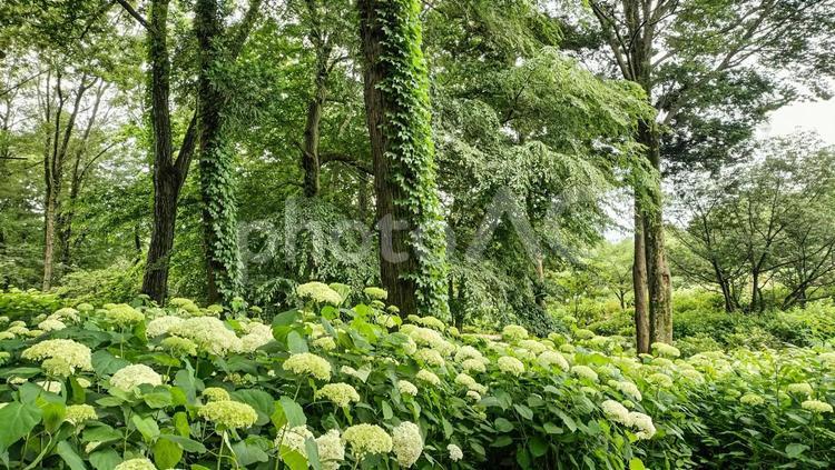 森の中のアジサイ アジサイ,森,公園の写真素材