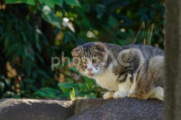 ねこがのんびりと過ごす 猫,ねこ,くつろぐの写真素材