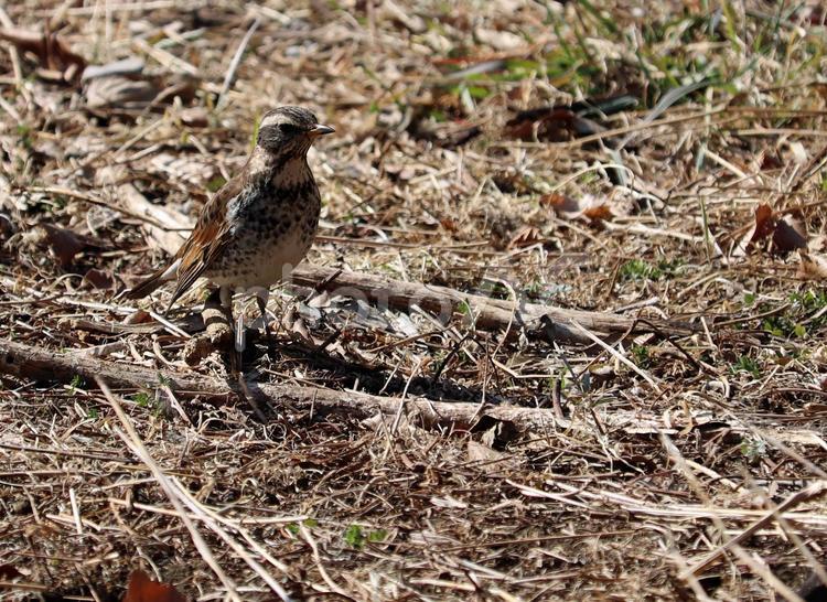 枯草の地面にいる野性のツグミ ツグミ,野鳥,野生動物の写真素材