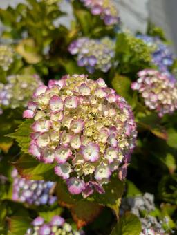 Hydrangea, JPG Hydrangea, JPG