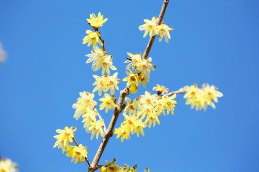 青空と蝋梅 蝋梅,黄色い花,青空の写真素材