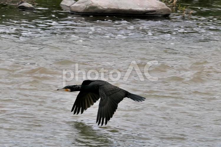 川の上を低空で飛ぶ黒い鵜 鳥,水,野生の写真素材