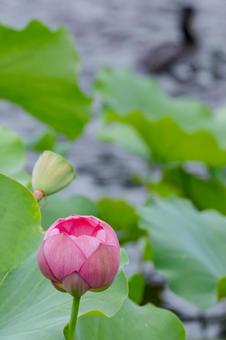 Lotus, JPG Lotus, JPG