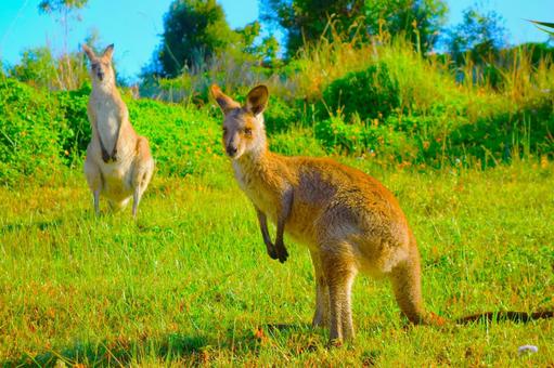 カンガルー 51 カンガルー 51 カンガルー,カメラ目線,動物の写真素材