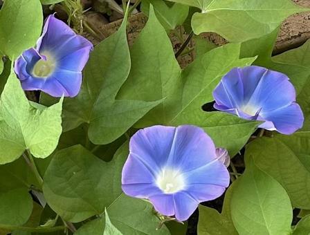 朝顔 朝顔 朝顔,花,夏の写真素材