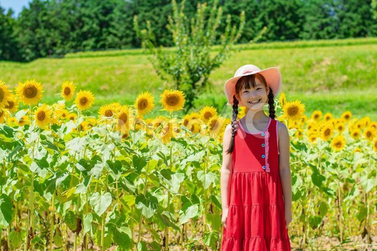 ひまわりと子供 向日葵,笑顔,子供の写真素材