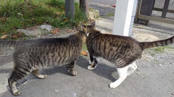猫-9 猫-9の写真